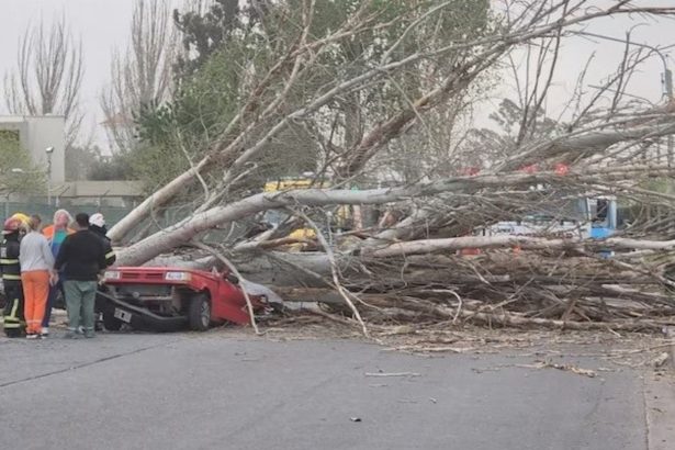 Tragedia en Mendoza: árbol cae y aplasta a mujer en su auto