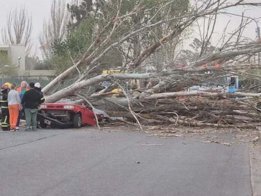 Tragedia en Mendoza: árbol cae y aplasta a mujer en su auto