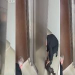 Rescatan a perro en ascensor y crean canción para enseñar RCP