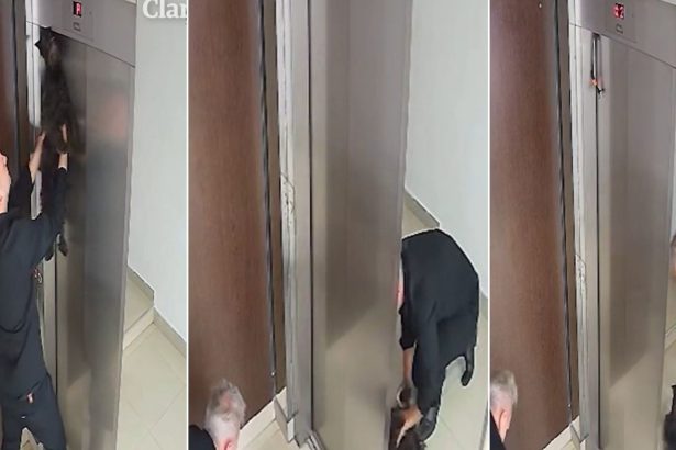 Rescatan a perro en ascensor y crean canción para enseñar RCP