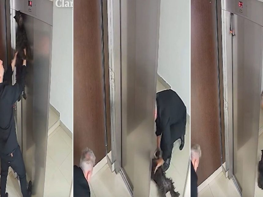 Rescatan a perro en ascensor y crean canción para enseñar RCP