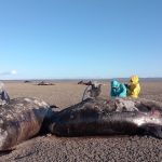 Impactante descubrimiento: 26 orcas muertas en playa de Tierra del Fuego