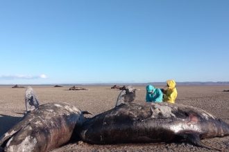 Impactante descubrimiento: 26 orcas muertas en playa de Tierra del Fuego