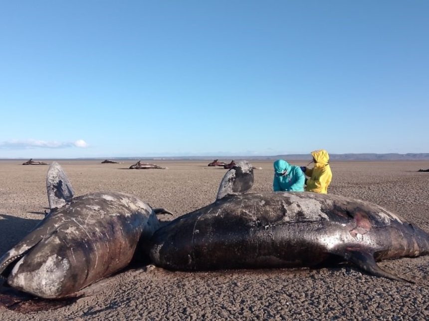 Impactante descubrimiento: 26 orcas muertas en playa de Tierra del Fuego
