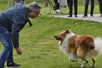 Cuando la Política se Convierte en una Verdadera Vida de Perros