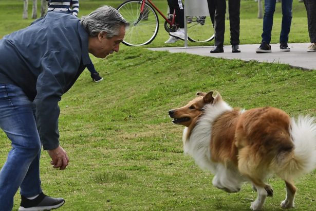 Cuando la Política se Convierte en una Verdadera Vida de Perros