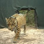 Alerta en Chaco: Desaparición del Acaí y la amenaza de cazadores