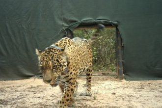 Alerta en Chaco: Desaparición del Acaí y la amenaza de cazadores