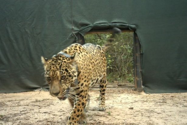 Alerta en Chaco: Desaparición del Acaí y la amenaza de cazadores