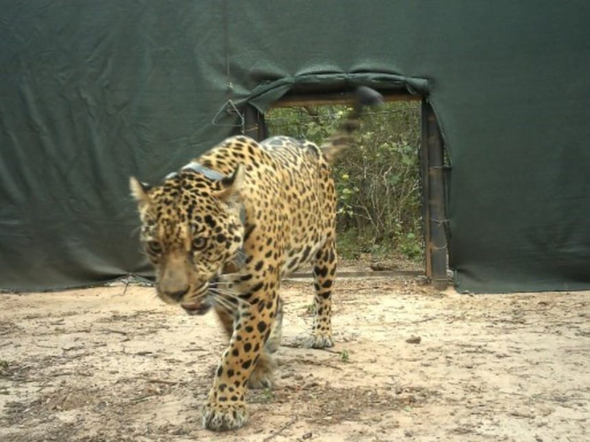 Alerta en Chaco: Desaparición del Acaí y la amenaza de cazadores