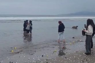 Emotiva despedida en La Serena: hallan al adolescente sanjuanino