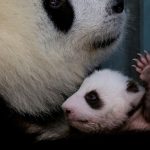 ¿Perderá Japón su lucrativa ‘diplomacia del panda’?