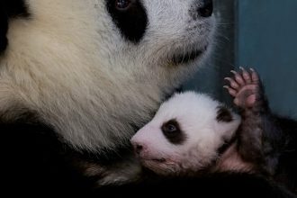 ¿Perderá Japón su lucrativa ‘diplomacia del panda’?