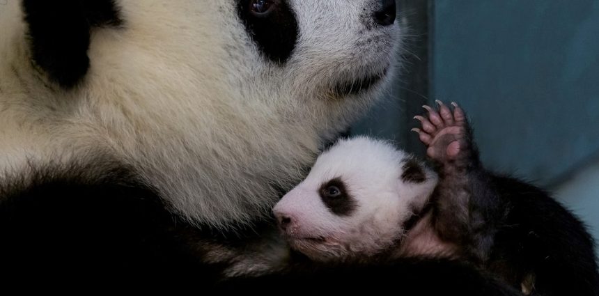 ¿Perderá Japón su lucrativa ‘diplomacia del panda’?