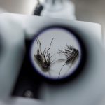 Brasil lanza la primera vacuna monodosis contra el dengue: 74% eficaz