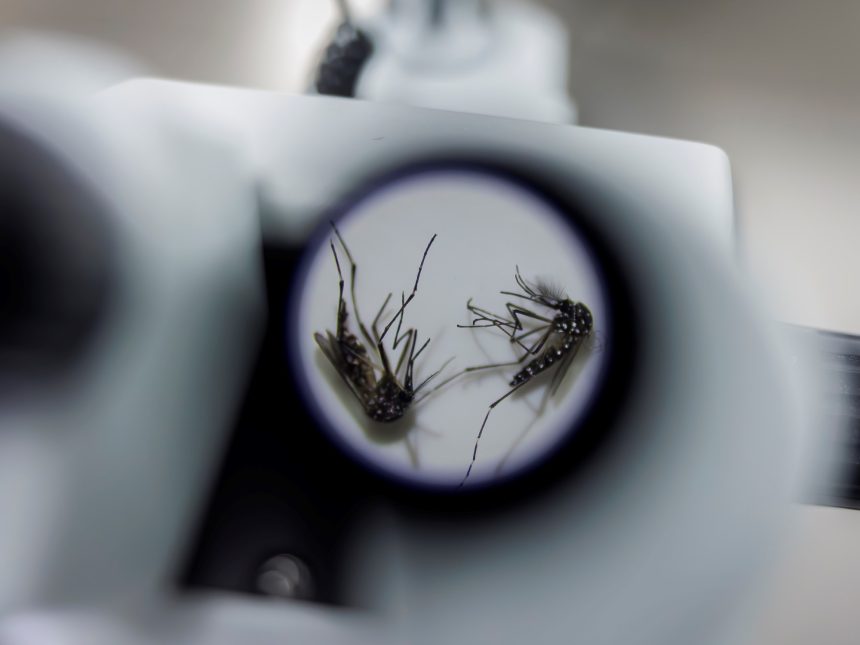 Brasil lanza la primera vacuna monodosis contra el dengue: 74% eficaz