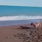 Impactante: Perro ataca a lobo marino bebé en playa de Chubut