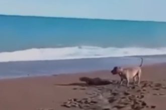 Impactante: Perro ataca a lobo marino bebé en playa de Chubut