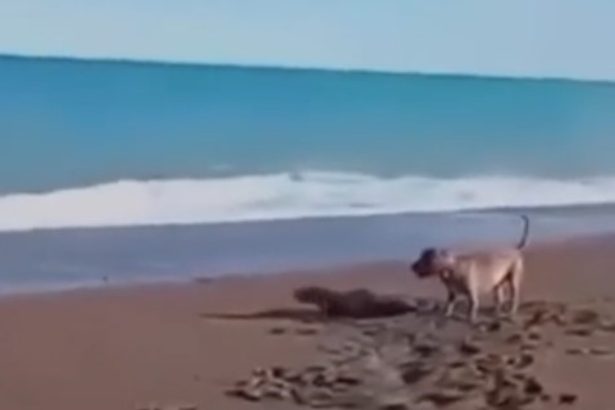 Impactante: Perro ataca a lobo marino bebé en playa de Chubut