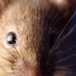 Alerta: Aumento Impactante de Casos y Mortalidad en Enfermedad Veraniega