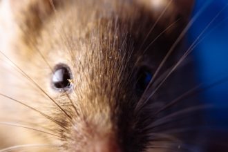 Alerta: Aumento Impactante de Casos y Mortalidad en Enfermedad Veraniega