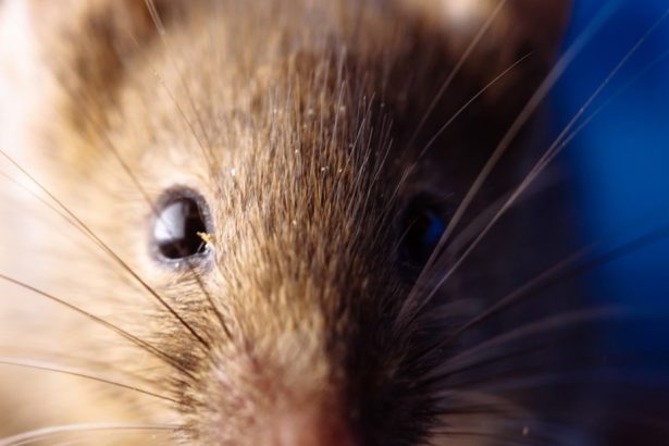 Alerta: Aumento Impactante de Casos y Mortalidad en Enfermedad Veraniega