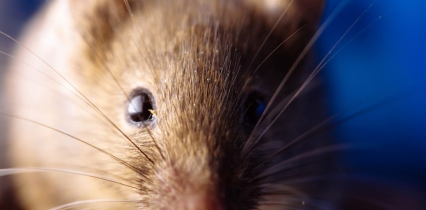 Alerta: Aumento Impactante de Casos y Mortalidad en Enfermedad Veraniega