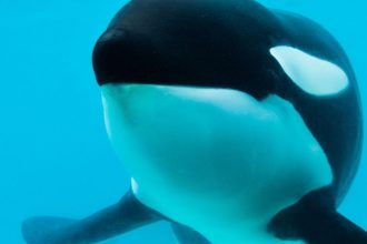 Adiós a Kshamenk: La icónica orca de Mundo Marino se despide tras 33 años