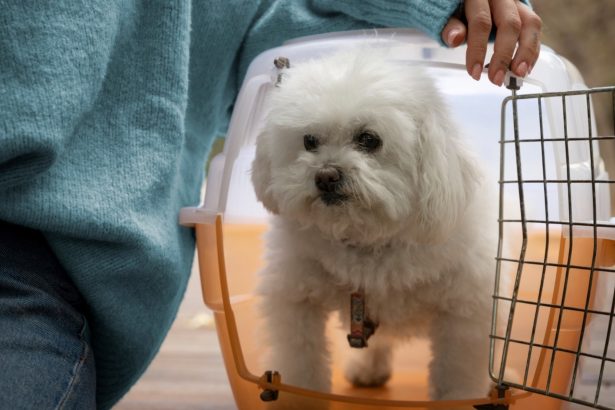 ¡Viaja con tu mascota! Autorizan su traslado en trenes y micros
