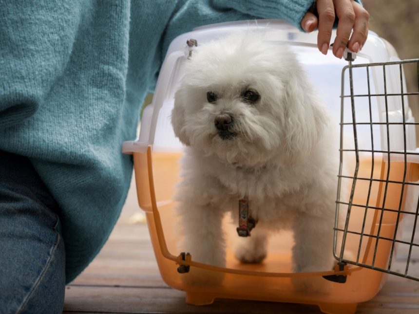 ¡Viaja con tu mascota! Autorizan su traslado en trenes y micros