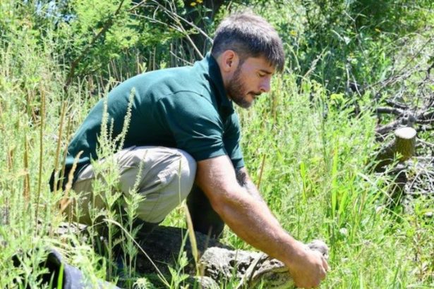 Libertad para ‘Ricardito’: el yacaré overo tras 10 años en cautiverio