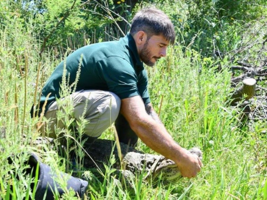 Libertad para ‘Ricardito’: el yacaré overo tras 10 años en cautiverio