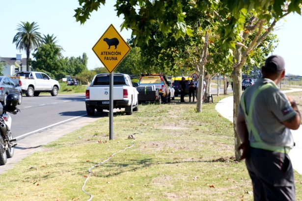 Nordelta en Crisis: ONG Defiende a Carpinchos en Desalojo Controversial