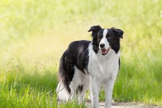 Descubre las razas de perros que aprenden a hablar como niños