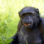 Adiós a Tomy: El chimpancé que buscó ser ‘sujeto de derecho