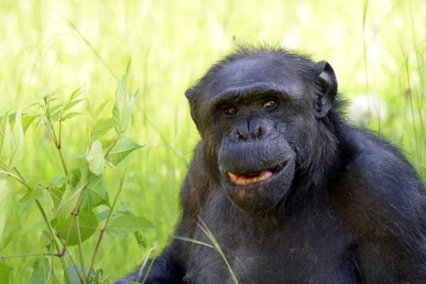 Adiós a Tomy: El chimpancé que buscó ser ‘sujeto de derecho