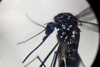 Alerta en Salta: Brote de Chikungunya con más de 50 casos confirmados