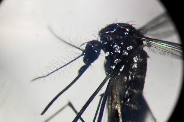 Alerta en Salta: Brote de Chikungunya con más de 50 casos confirmados