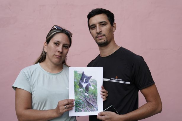 Ágata, la gatita desaparecida tras la inundación en Bahía Blanca