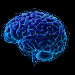 Descubren la sorprendente causa del deterioro de la memoria con la edad