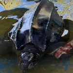 Tragedia en Villa Gesell: Tortuga gigante varada y agonizante