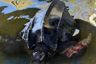 Tragedia en Villa Gesell: Tortuga gigante varada y agonizante