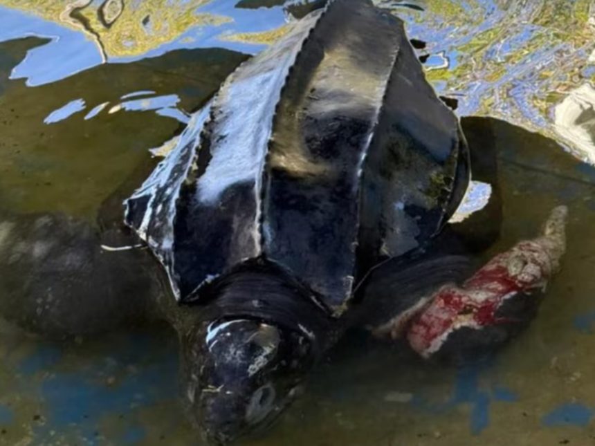 Tragedia en Villa Gesell: Tortuga gigante varada y agonizante