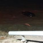 Camioneta descontrolada se hunde en el Río de la Plata: ¡Heroico rescate!