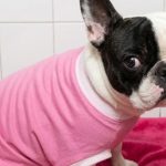 Dueña gana 17 millones tras la muerte de su perra en veterinaria