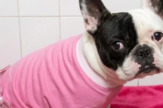 Dueña gana 17 millones tras la muerte de su perra en veterinaria