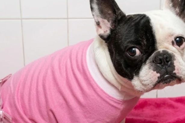 Dueña gana 17 millones tras la muerte de su perra en veterinaria