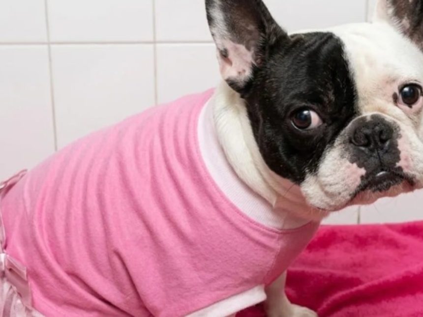 Dueña gana 17 millones tras la muerte de su perra en veterinaria