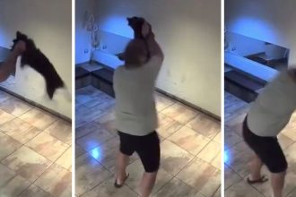 Impactante maltrato animal en Palermo: perrito agredido brutalmente