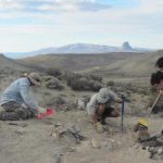 Descubren en Chubut un asombroso dinosaurio de 160 millones de años
